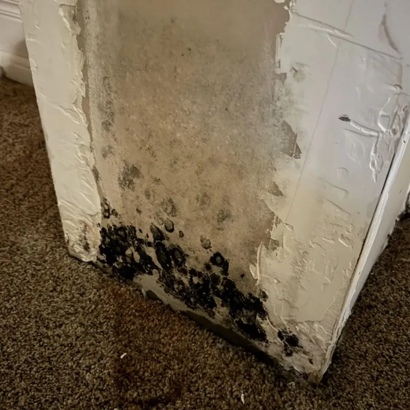 Professional Mold Removal in Armada, MI
